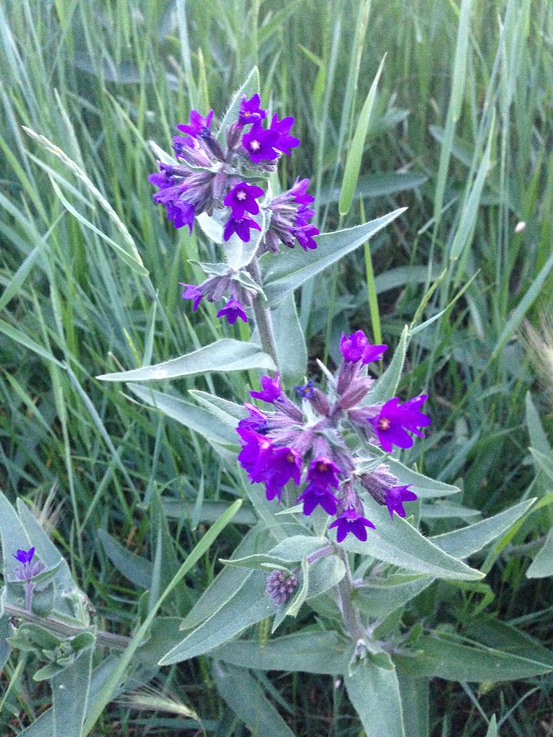 FARBOWNIK- MIODODAJNY I LECZNICZY- ANCHUSA OFFICINALIS