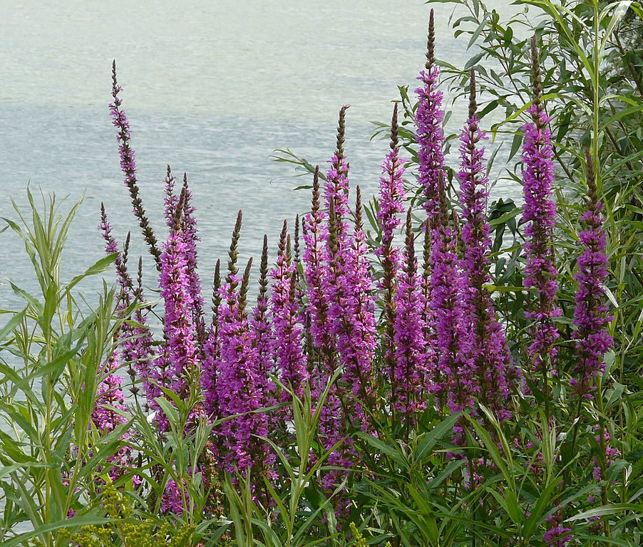 MIODODAJNA I LECZNICZA KRWAWNICA POSPOLITA - LYTHRUM SALICARIA