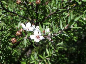 LEPTOSPERMUM SCOPARIUM- DRZEWO MANUKA