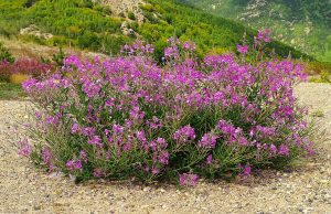WIERZBÓWKA - ROSYJSKA HERBATA - EPILOBIUM ANGUSTIFOLIUM