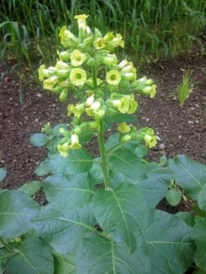 SWIĘTY TYTOŃ - MACHORKA - NICOTIANA RUSTICA