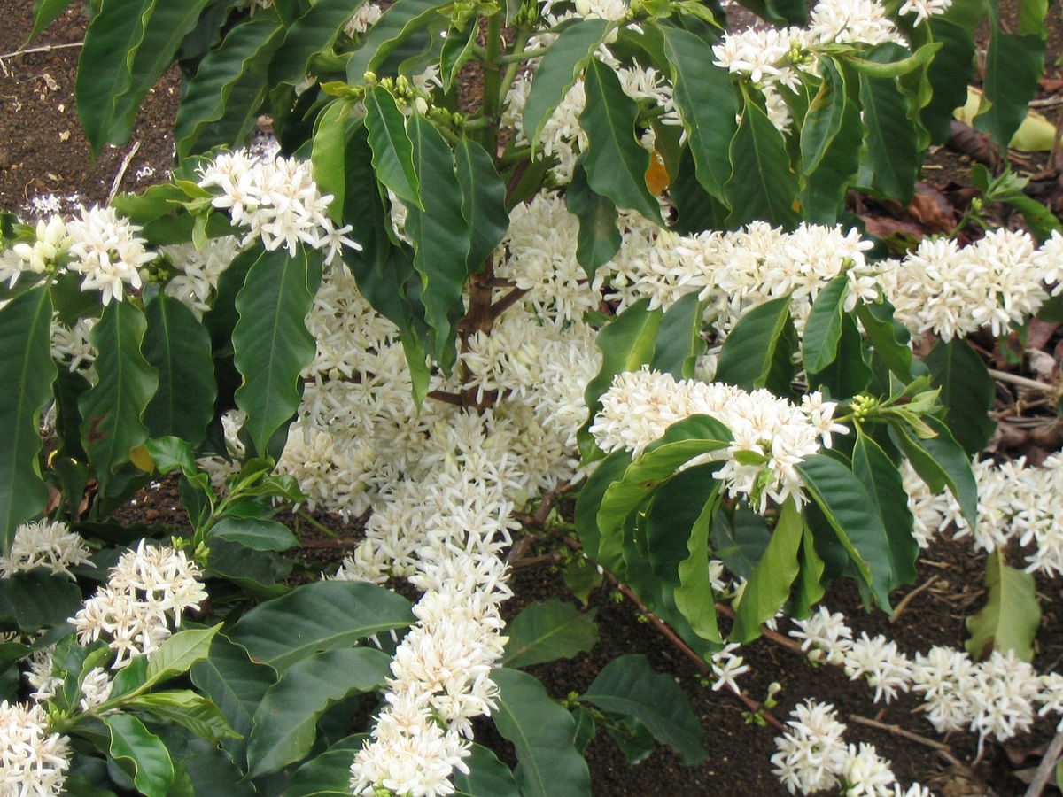 KAWOWIEC - COFFEA ARABICA