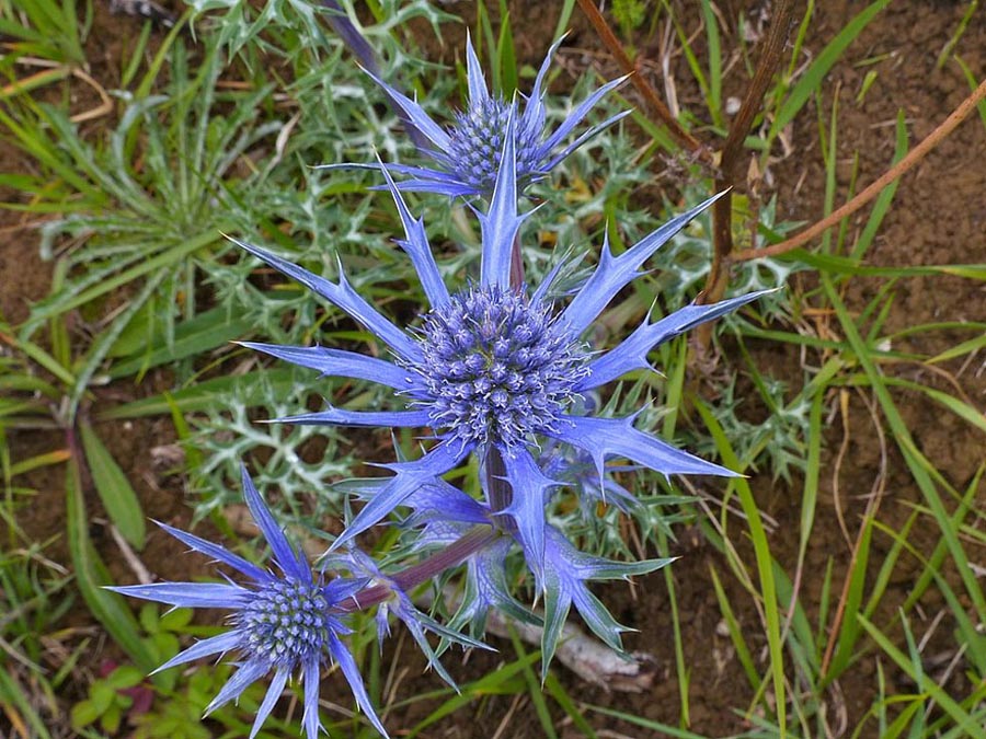 MIODODAJNY MIKOŁAJEK PŁASKOLISTNY - ERYNGIUM PLANUM