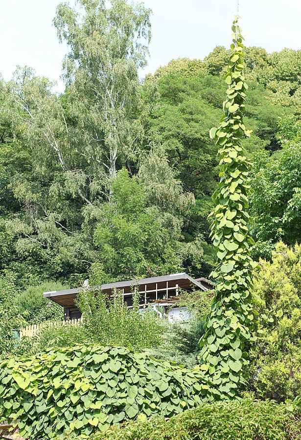 KOKORNAK WIELKOLISTNY - ARISTOLOCHIA DURIOR 200 nasion - obrazek 2