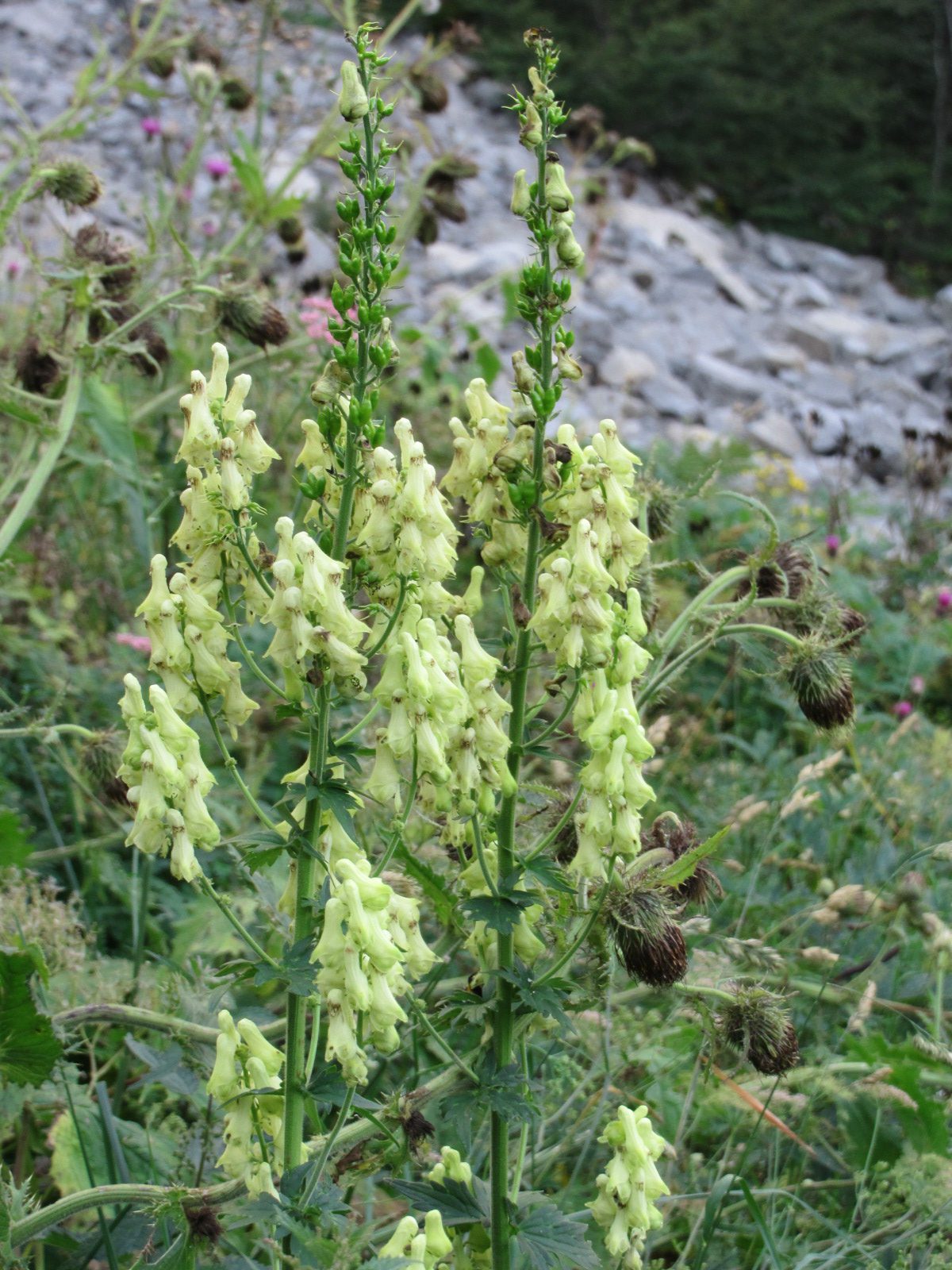 TOJAD ŻÓŁTY LISI - ODSTRASZACZ KRETÓW I NORNIC - ACONITUM LYCOCTONUM - obrazek 2