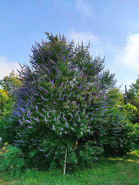 NIEPOKALANEK KORZENNY - PIEPRZ MNISI - VITEX AGNUS CASTUS LATIFOLIA - obrazek 2