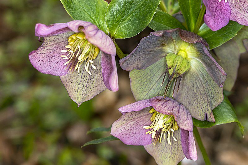 CIEMIERNIK WSCHODNI - HELLEBORUS ORIENTALIS