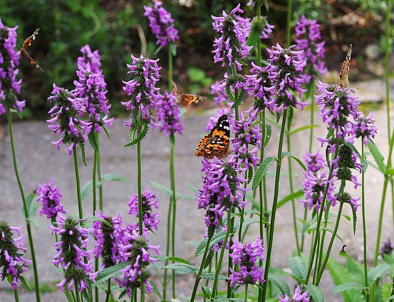 CZYŚCIEC LEKARSKI - BUKWICA - STACHYS OFFICINALIS - obrazek 2