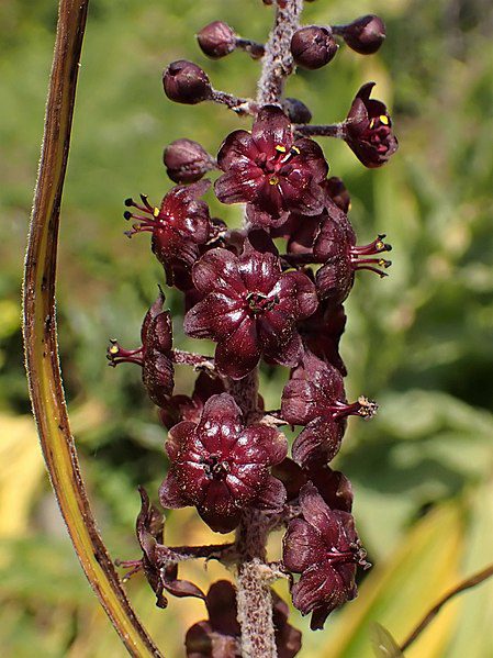 CIEMIĘŻYCA CZARNA - VERATRUM NIGRUM - obrazek 5