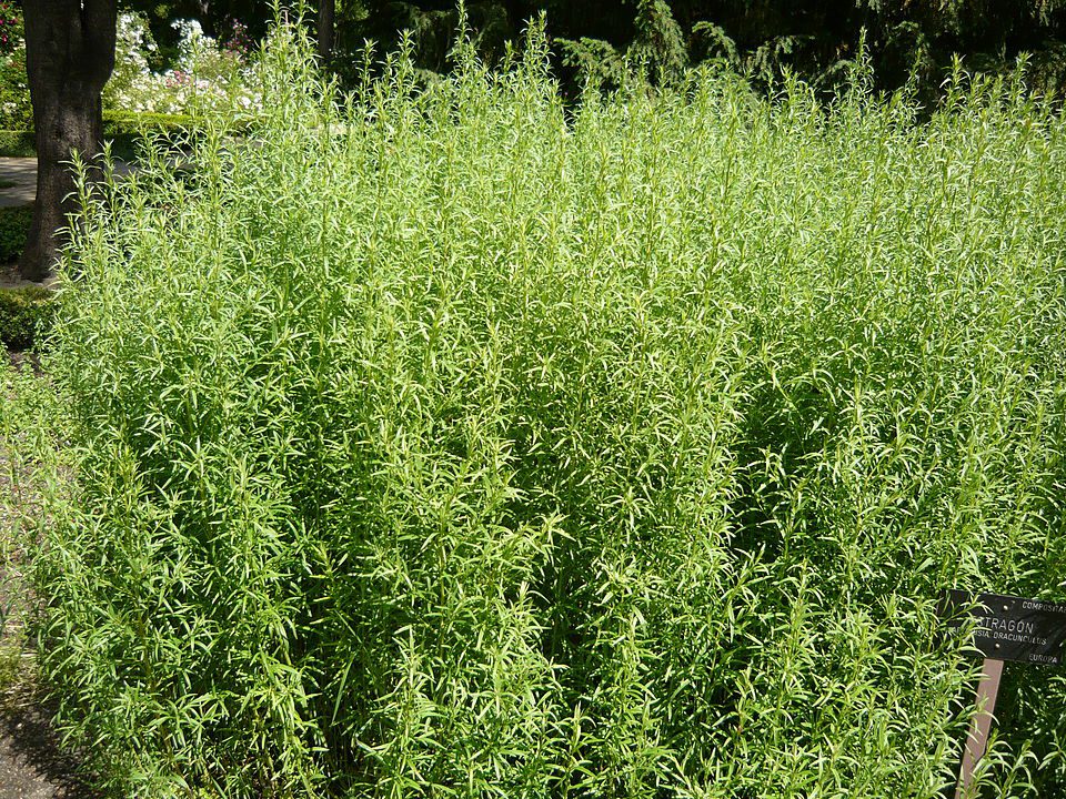 ESTRAGON - KRÓLOWA PRZYPRAW - BYLICA DRAGANEK - ARTEMISIA DRACUNCULUS - obrazek 2