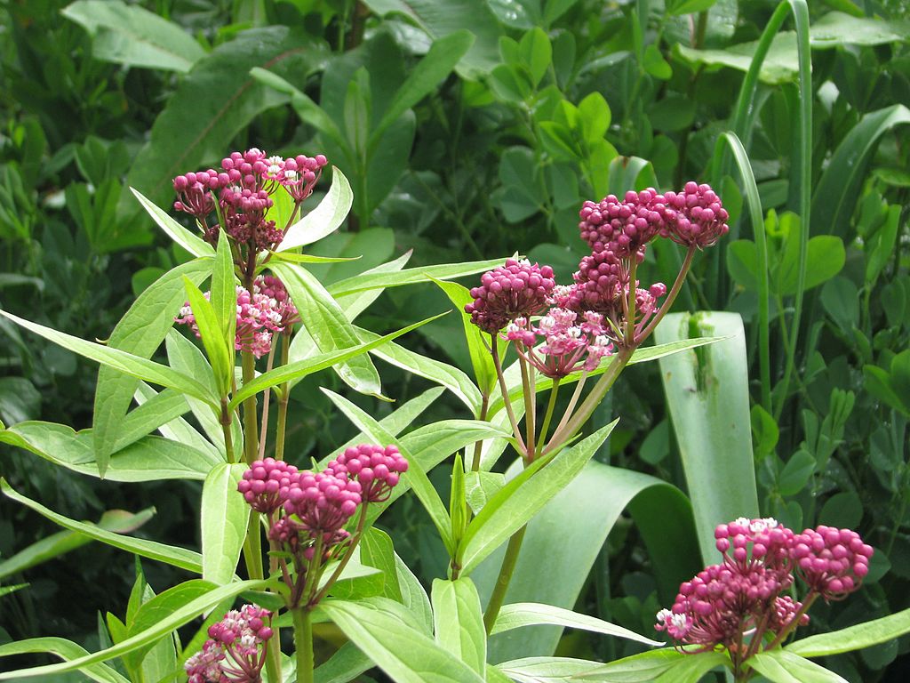 MIODODAJNY ASKLEPIAS KRWISTY- ASCLEPIAS INCARNATA - obrazek 3