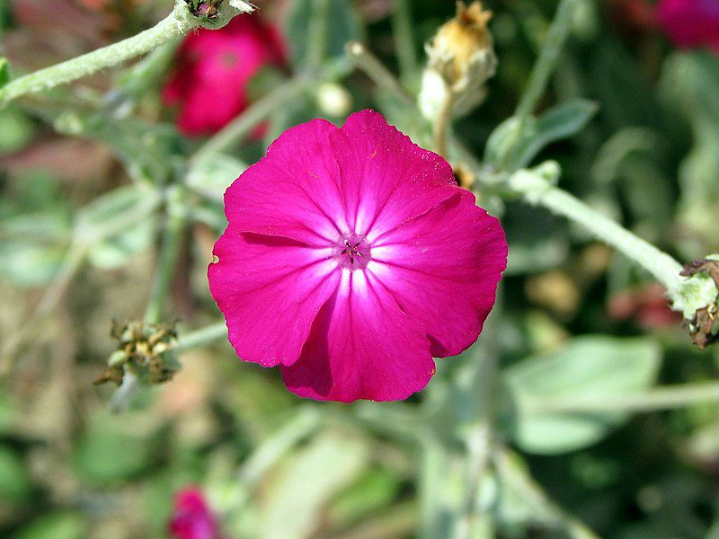 FIRLETKA KWIECISTA KARMINOWA - LYCHNIS CORONARIA - obrazek 4