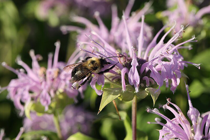 DZIKA BERGAMOTKA - MONARDA FISTULOSA - PYSZNOGŁÓWKA DĘTA - obrazek 4
