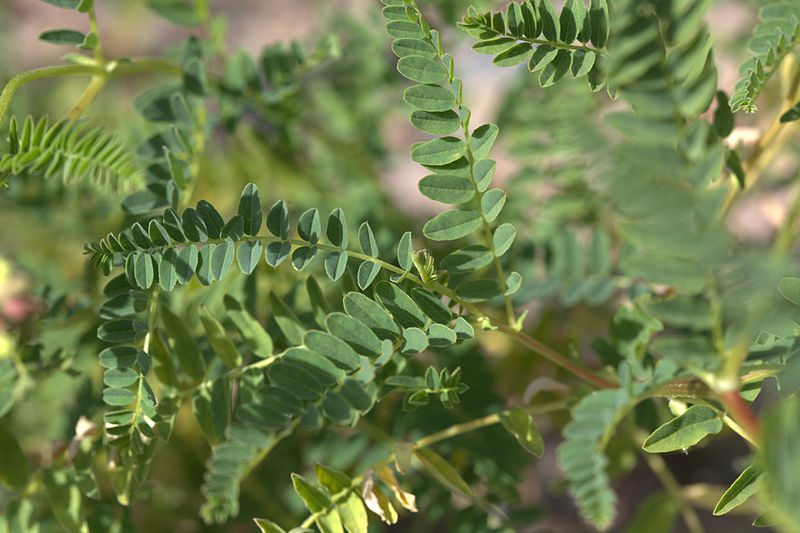 TRAGANEK BŁONIASTY - WZMOCNIJ SWÓJ ORGANIZM - ASTRAGALUS MEMBRANACEUS - obrazek 3