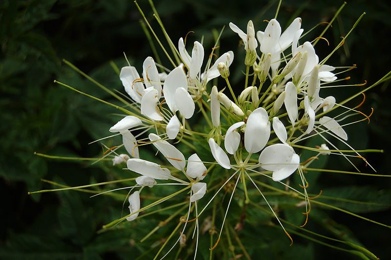 KLEOMA CIERNISTA BIAŁA - SZPILKI KLEOPATRY - CLEOME SPINOSA - obrazek 2