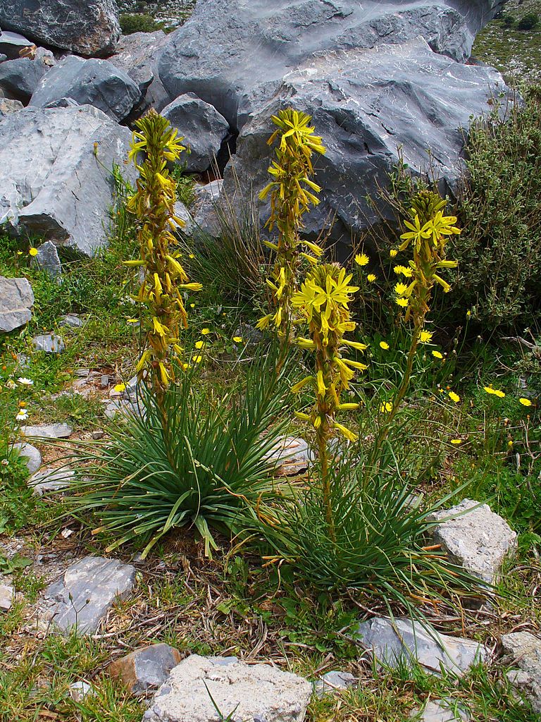ZŁOTNICA ŻÓŁTA- ASPHODELINE LUTEA - obrazek 2