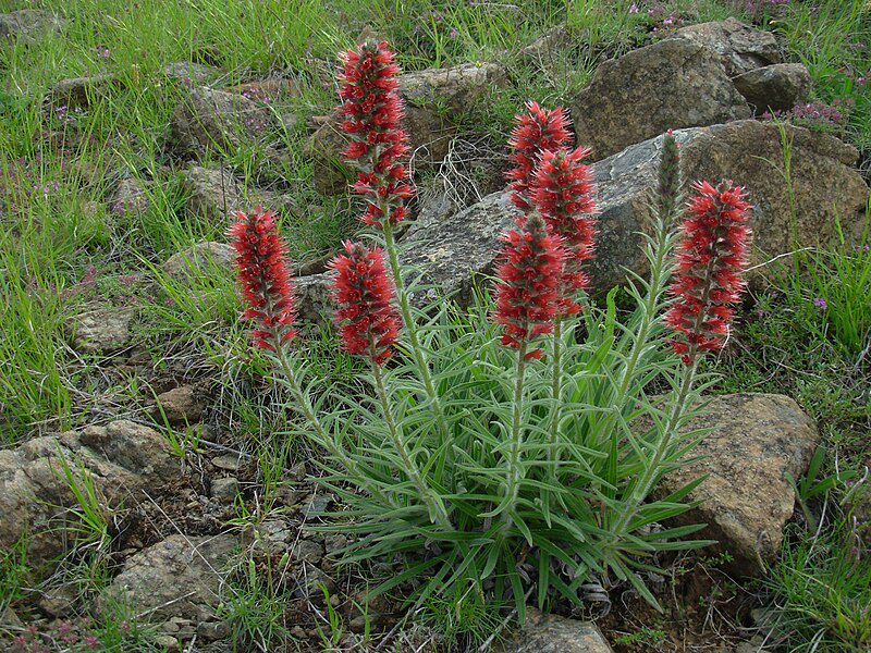 ŻMIJOWIEC CZERWONY - ECHIUM RUSSICUM - PONTECHIUM MACULATUM - RZADKOŚĆ