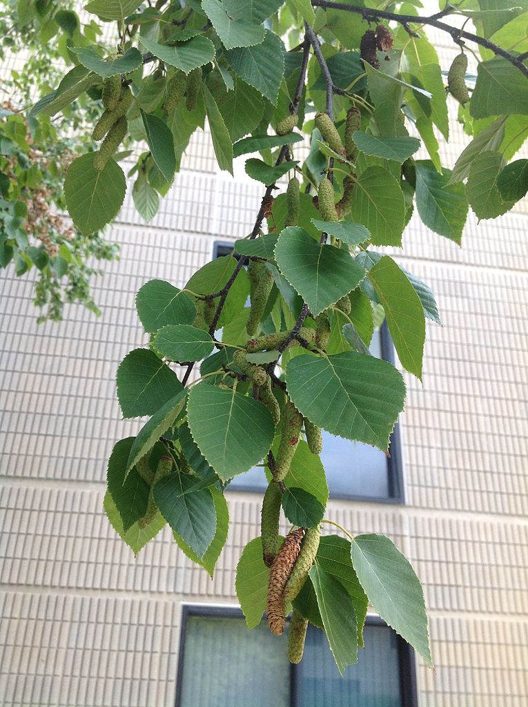 OWOCE NONI - MORWA INDYJSKA - MORINDA CITRIFOLIA - obrazek 5