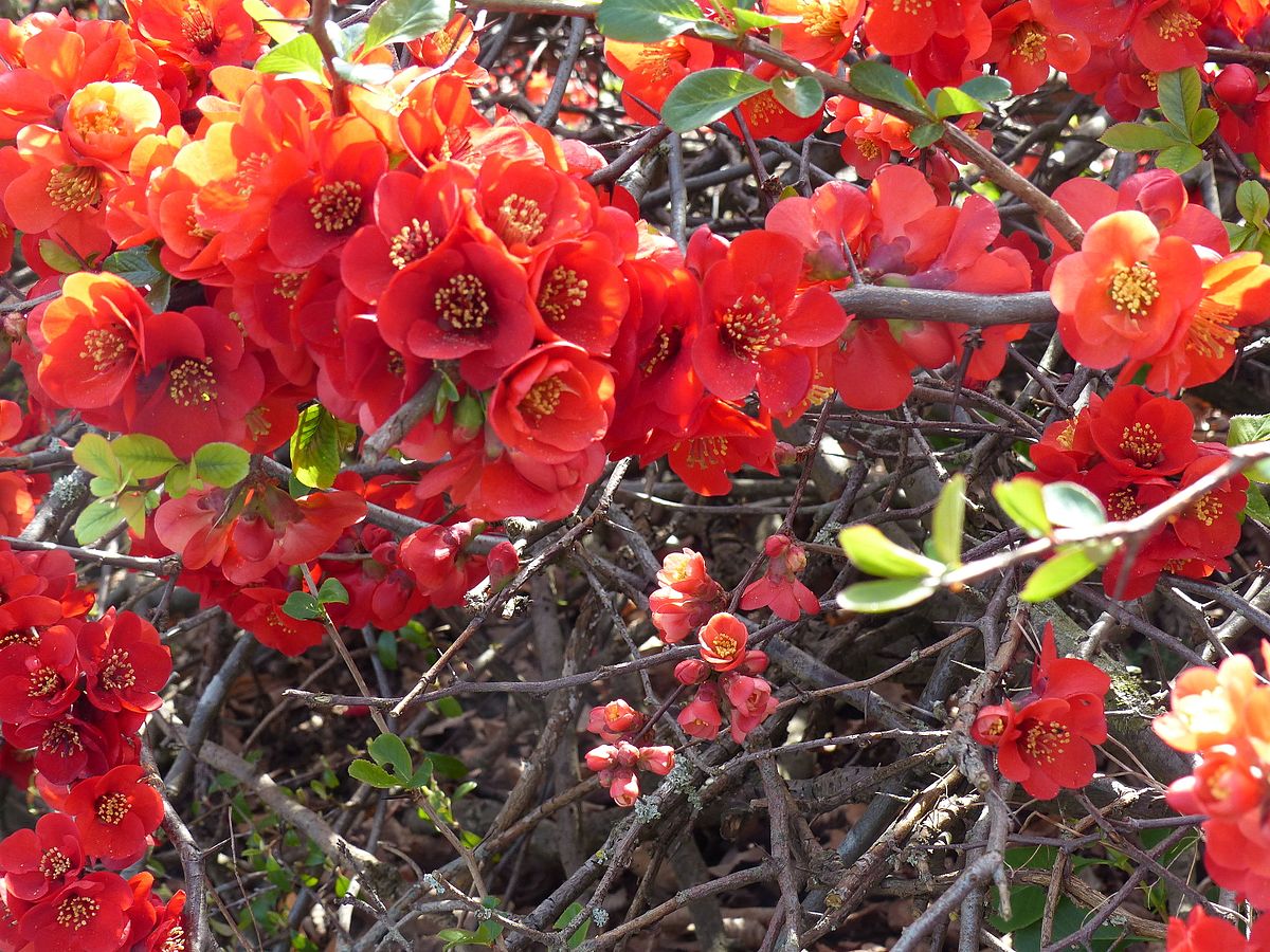 PIGWOWIEC JAPOŃSKI- POLSKIE CYTRYNY - CHAENOMELES JAPONICA - obrazek 2