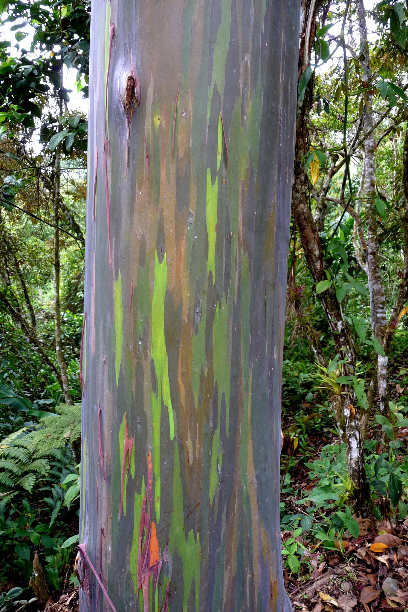 EUKALIPTUS TĘCZOWY - EUCALYPTUS DEGLUPTA - obrazek 2