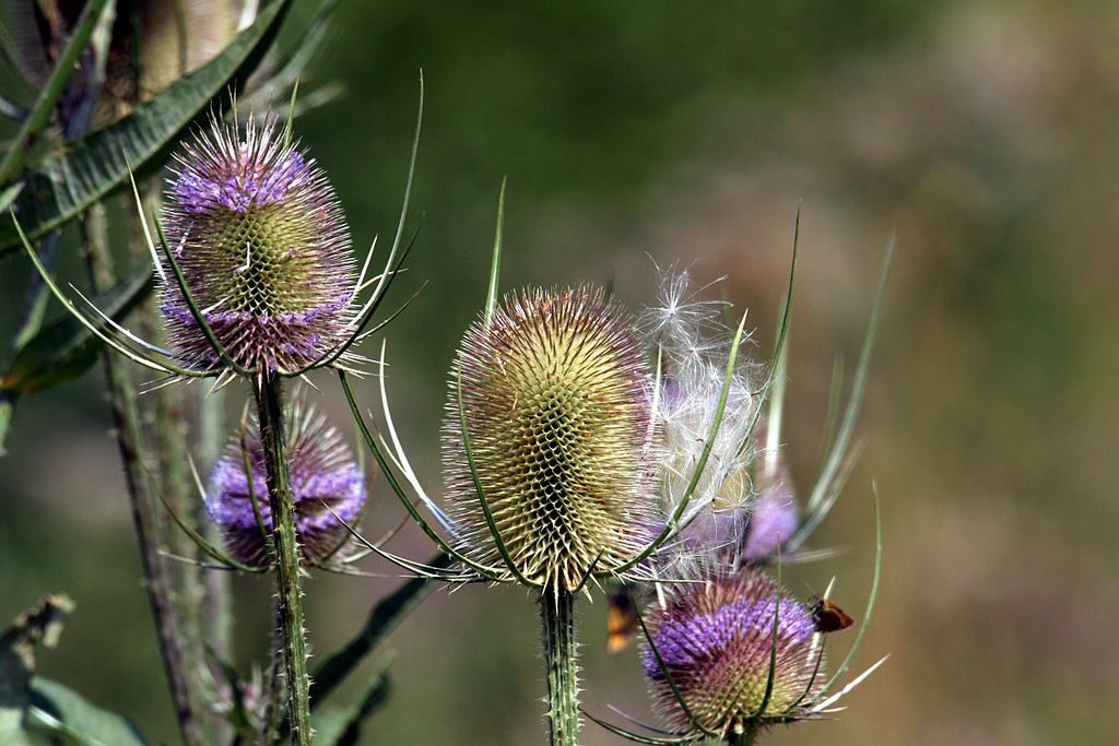 SZCZEĆ BARWIERSKA - DIPSACUS SATIVUS - obrazek 2