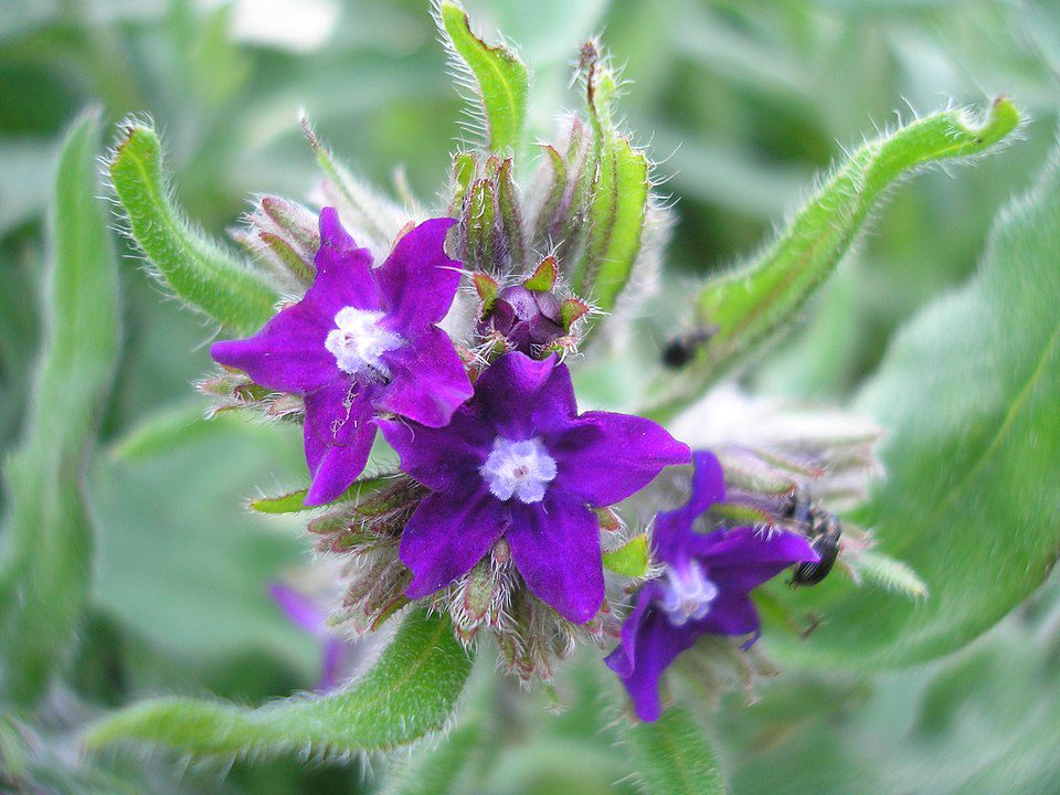 FARBOWNIK- MIODODAJNY I LECZNICZY- ANCHUSA OFFICINALIS - obrazek 2