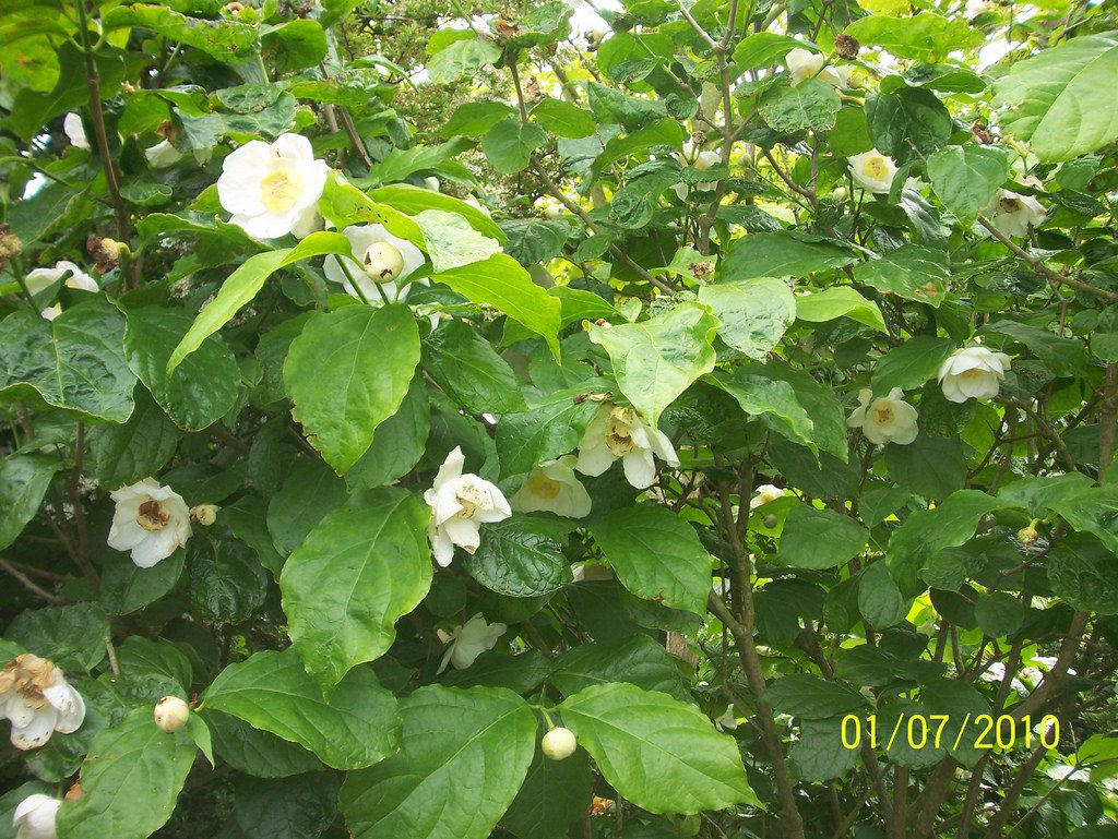 KIELICHOWIEC CHIŃSKI BIAŁY - OGRODOWA KAMELIA - SINOCALYCANTHUS - obrazek 2
