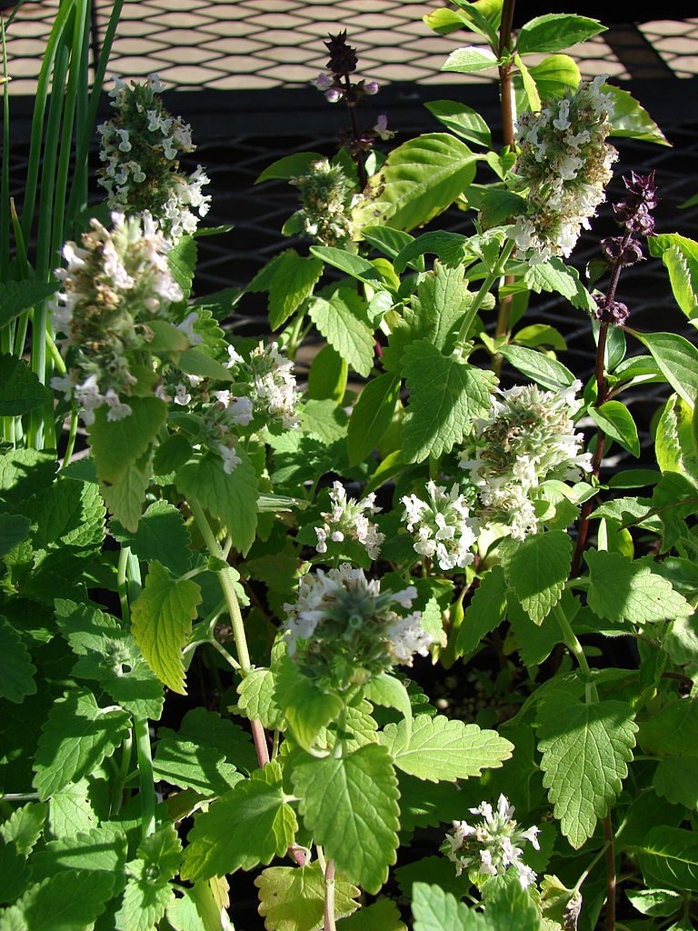 KOCIMIĘTKA CYTRYNOWA - NEPETA CATARIA LEMON - obrazek 2