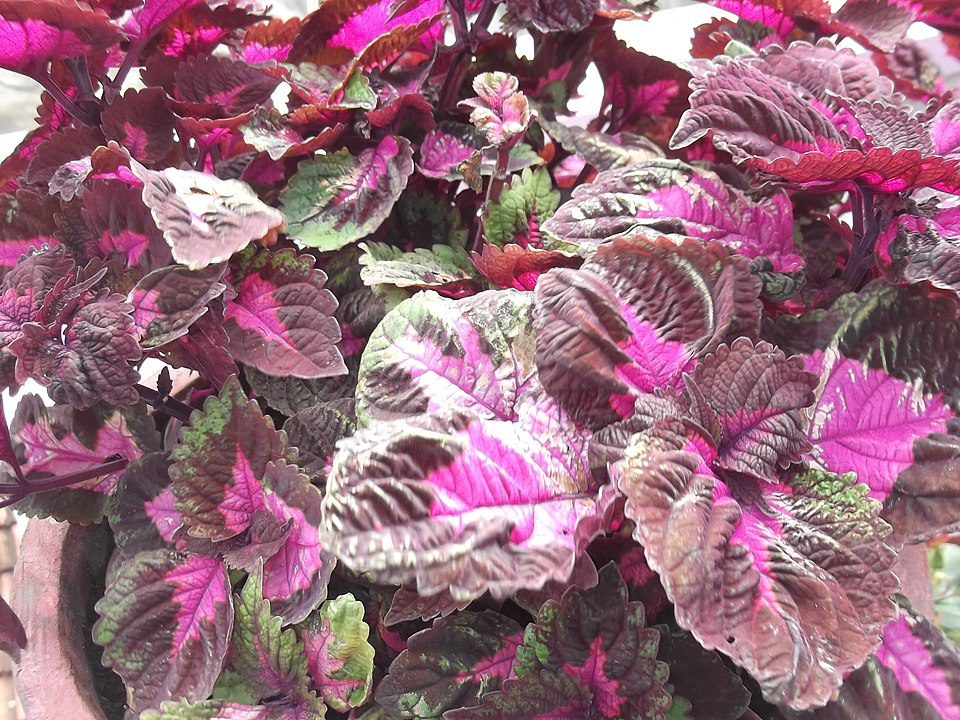 KOLEUS - POKRZYWKA BRAZYLIJSKA - MIX KOLORÓW - COLEUS - obrazek 2