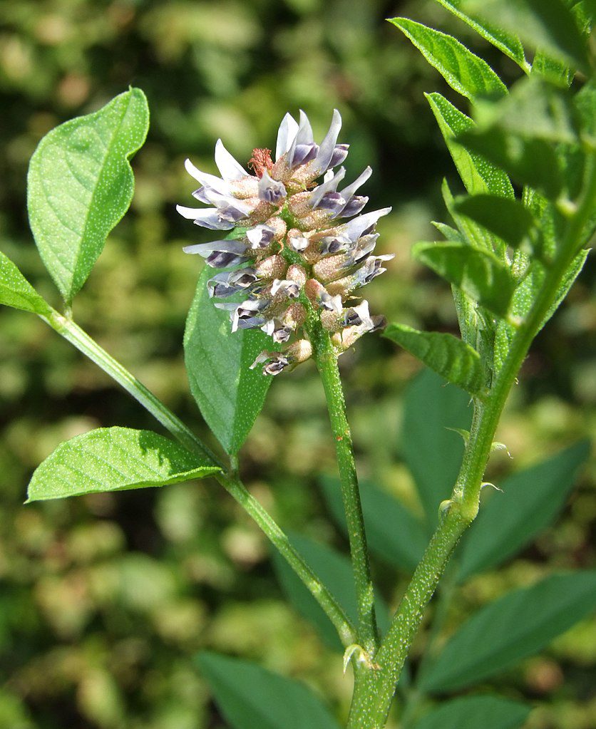 LUKRECJA GŁADKA - GLYCYRRHIZA GLABRA - obrazek 2