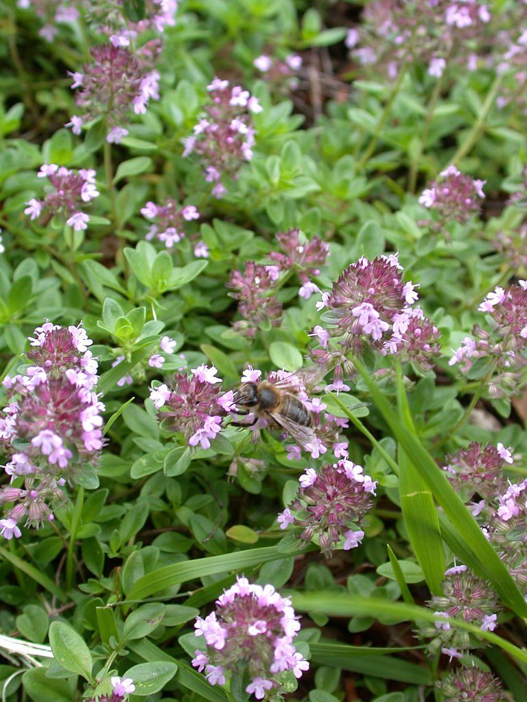 MACIERZANKA ZWYCZAJNA LECZNICZA – THYMUS PULEGOIDES - obrazek 2