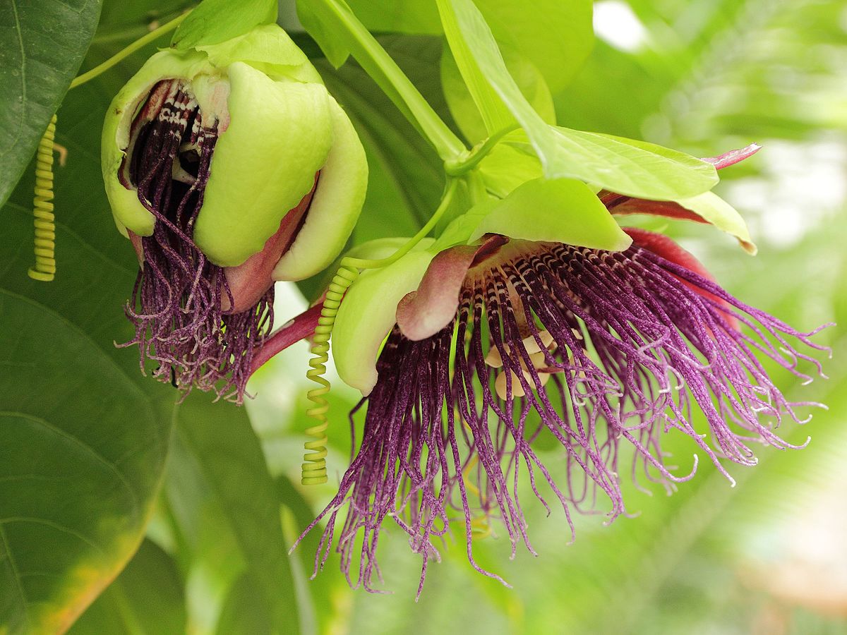 MĘCZENNICA OLBRZYMIA - PASSIFLORA QUADRANGULARIS - CO ZA OKAZ!!! - obrazek 2