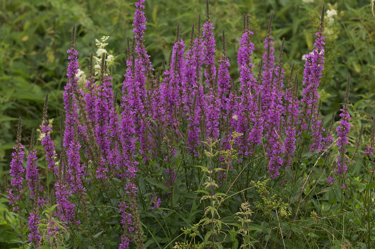 MIODODAJNA I LECZNICZA KRWAWNICA POSPOLITA - LYTHRUM SALICARIA - obrazek 2