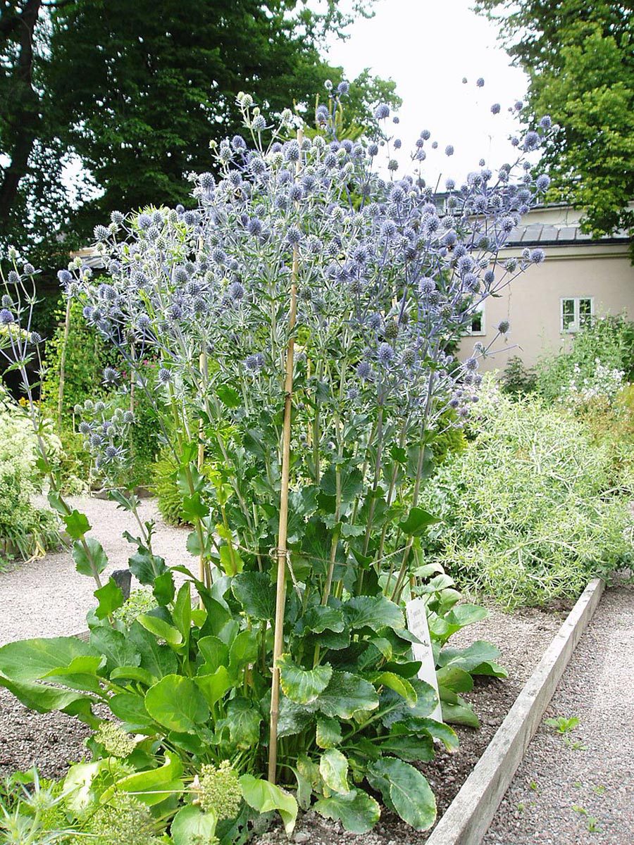 MIODODAJNY MIKOŁAJEK PŁASKOLISTNY - ERYNGIUM PLANUM - obrazek 2