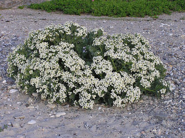 MODRAK - KAPUSTA MORSKA - CRAMBE MARITIMA - obrazek 2
