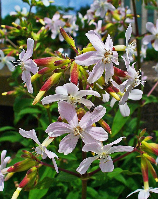 MYDLNICA LEKARSKA - SAPONARIA OFFICINALIS- NA PIĘKNE WŁOSY ! - obrazek 2