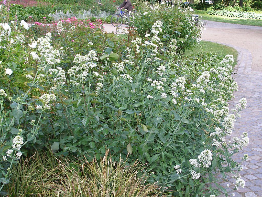OSTROGOWIEC BIAŁY-RZADKOŚĆ- CENTRANTHUS ALBA - obrazek 2