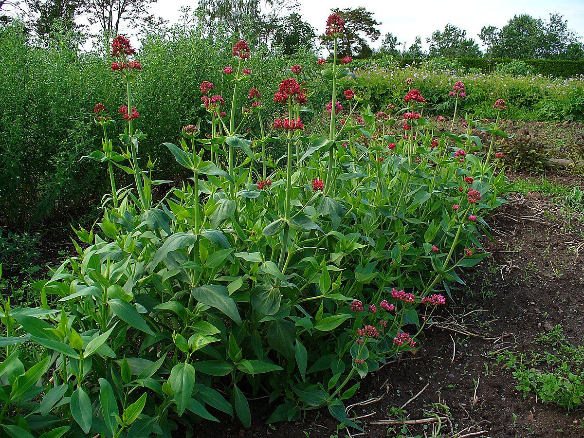 OSTROGOWIEC RÓŻOWY 120 DNI KWITNIE - CENTRANTHUS RUBER - obrazek 2
