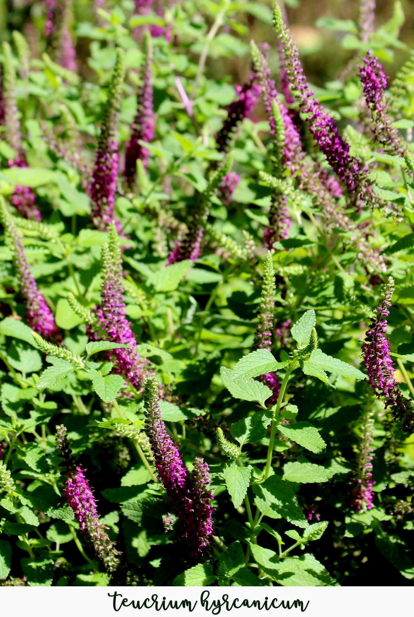 OŻANKA KAUKASKA - AROMATYCZNA, MIODODAJNA BYLINA - TEUCRIUM HIRCANICUM - obrazek 2