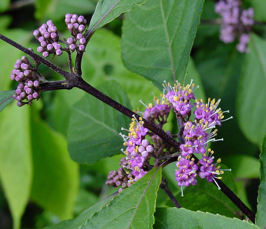 PIĘKNOTKA BODINIERA - KALIKARPA - CALLICARPA BODINIERI PROFUSION - obrazek 2