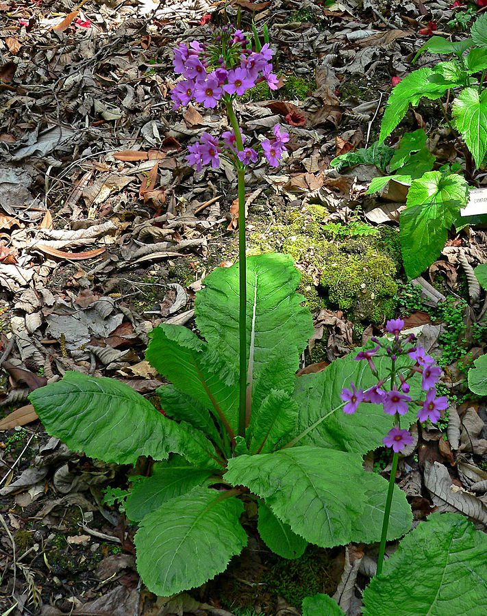 PIERWIOSNEK JAPOŃSKI - PRIMULA JAPONICA - obrazek 2