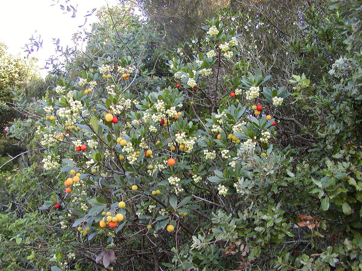 POZIOMKOWIEC - DRZEWKO TRUSKAWKOWE ! - ARBUTUS UNEDO - obrazek 2