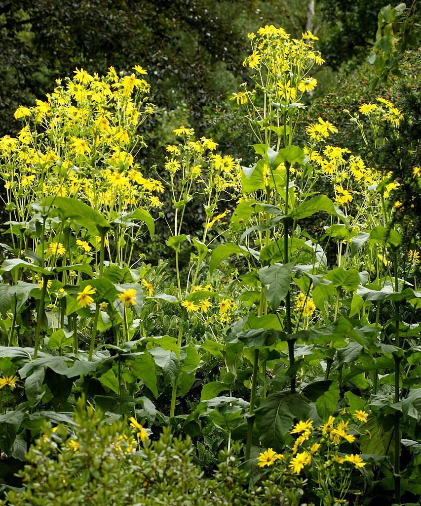 ROŻNIK PRZEROŚNIĘTY- ROŚLINA MIODODAJNA I ENERGETYCZNA - SILPHIUM PERFOLIATUM - obrazek 2