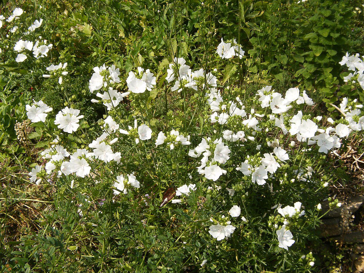 ŚLAZ PIŻMOWY BIAŁY- MALVA MOSCHATA - obrazek 2