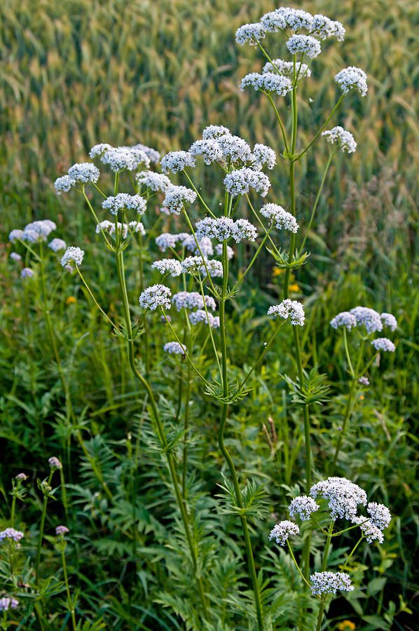 SPOKOJNY SEN - VALERIANA OFFICINALIS - KOZŁEK LEKARSKI - obrazek 2