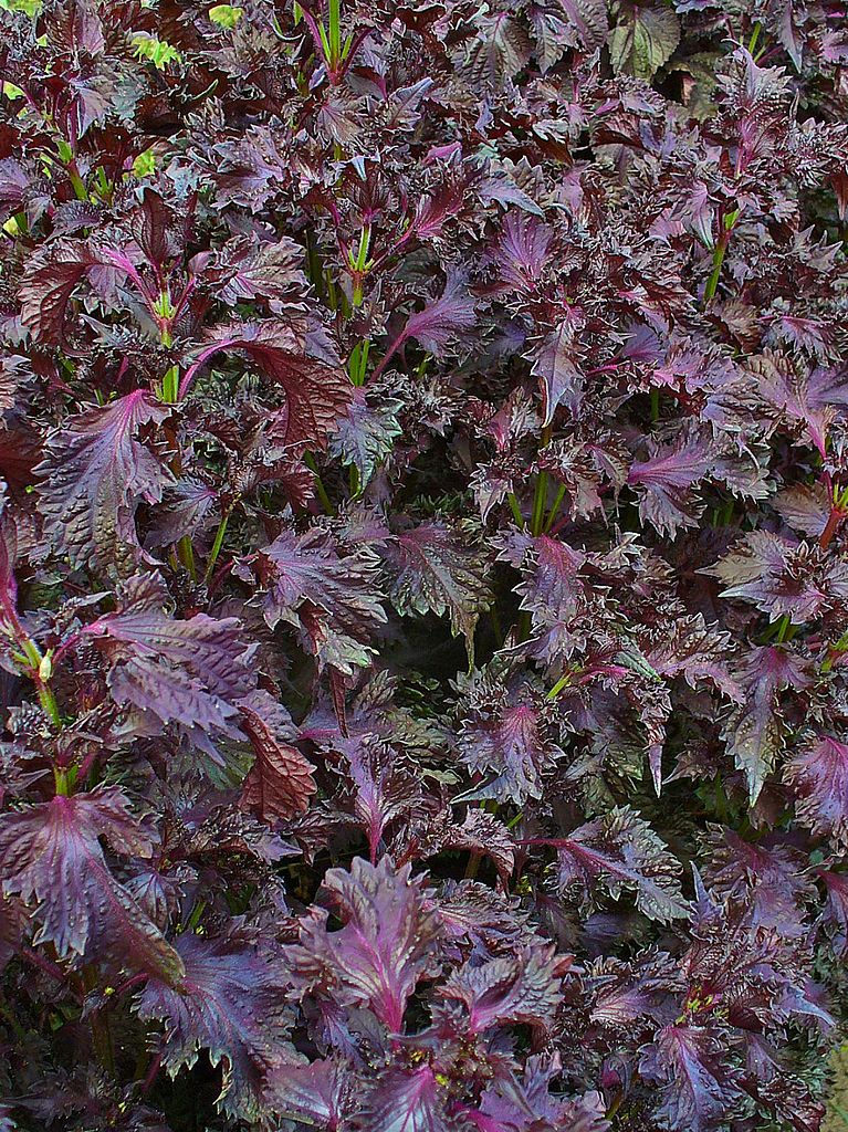 PACHNOTKA JADALNA PURPUROWA - ZWALCZA ALERGIE - PERILLA FRUTESCENS CRISPA - obrazek 2