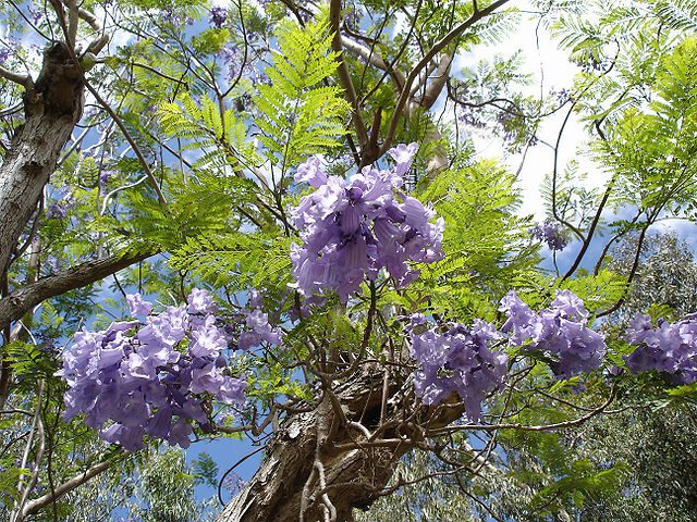 JAKARANDA - SZAFIROWE DRZEWKO RÓŻANE - JACARANDA - obrazek 2