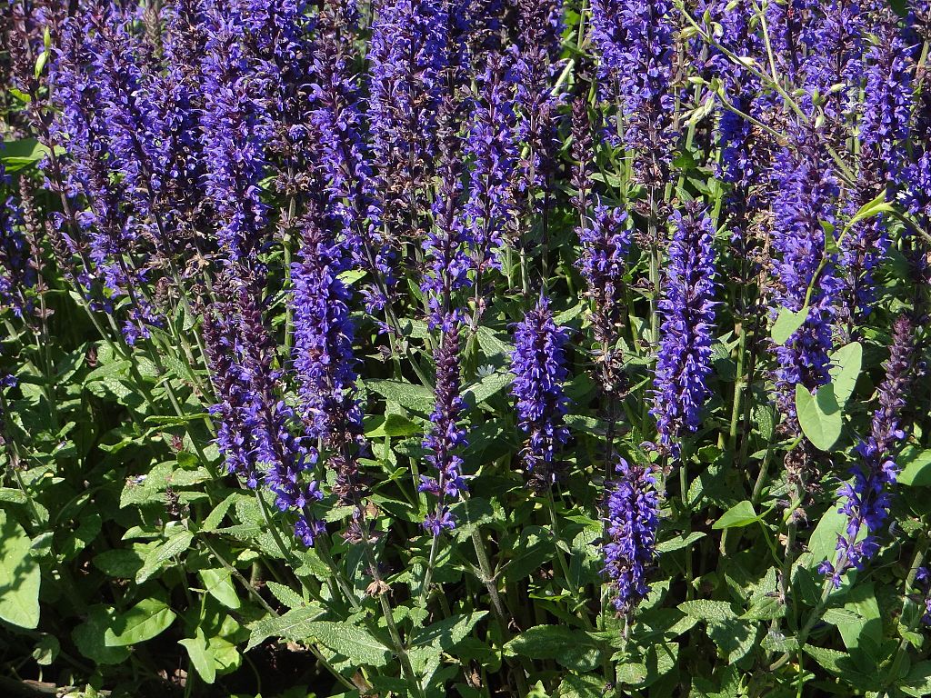 SZAŁWIA OMSZONA - SALVIA NEMOROSA - obrazek 2