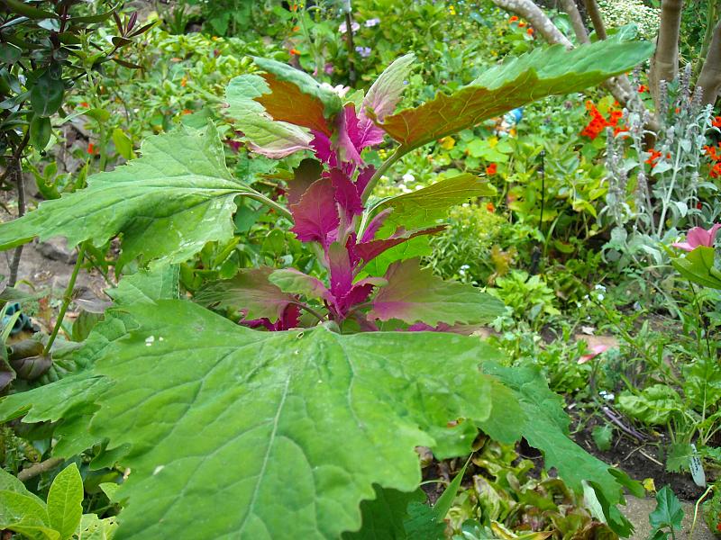 SZPINAK DRZEWIASTY - CHENOPODIUM GIGANTEUM - obrazek 2