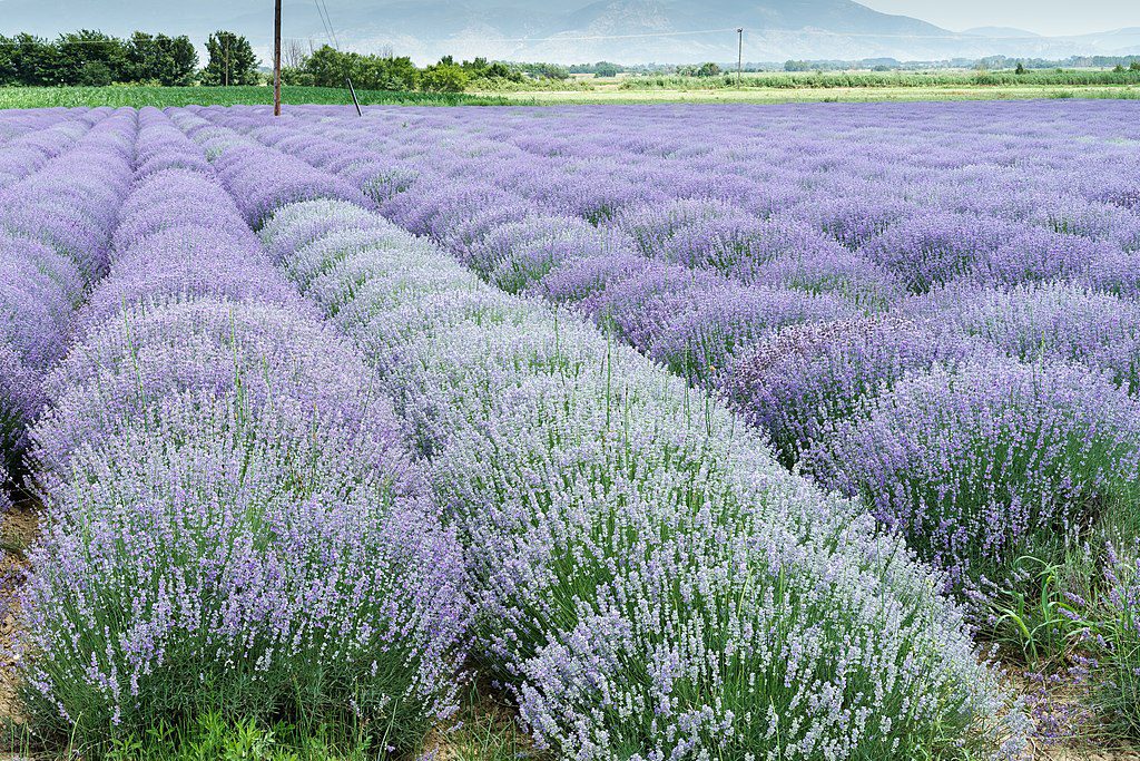 LAWENDA HIDCOTE BLUE - LAVANDULA ANGUSTIFOLIA - obrazek 2